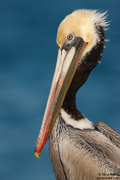 GANNETS, FULMARS, PELICANS, AND CORMORANTS